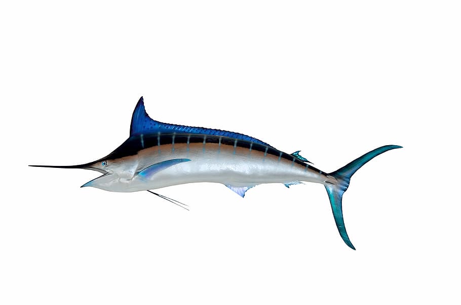 blue marlin, fish, taxidermy, mounted, game fish, sport, fishing, marlin, sea, wildlife