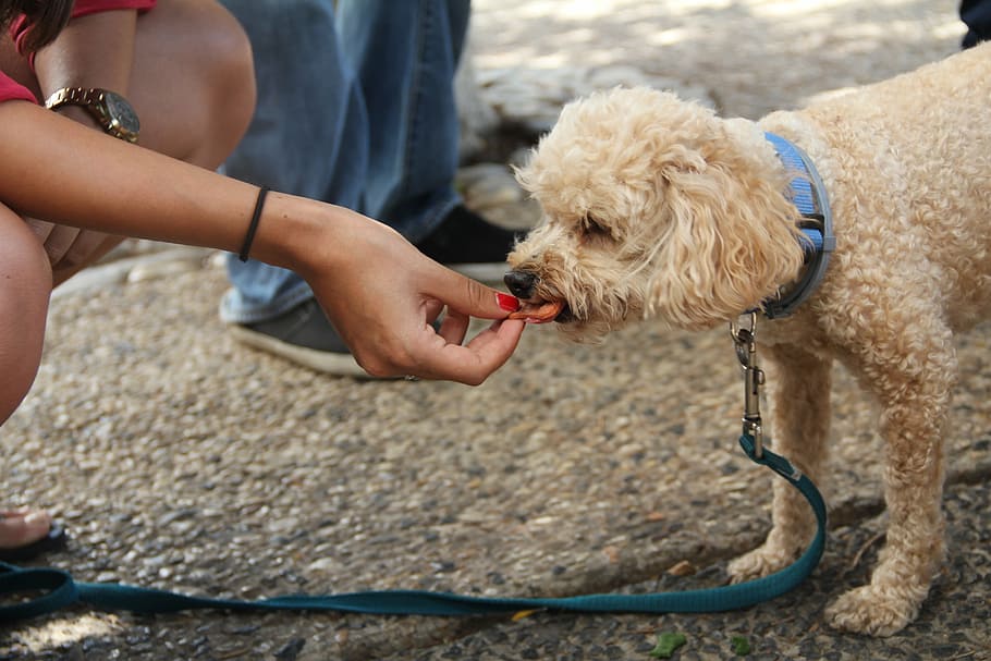 person, feeding, poodle, pavement, dog eating, treat, dog, pet, domestic animals, pets