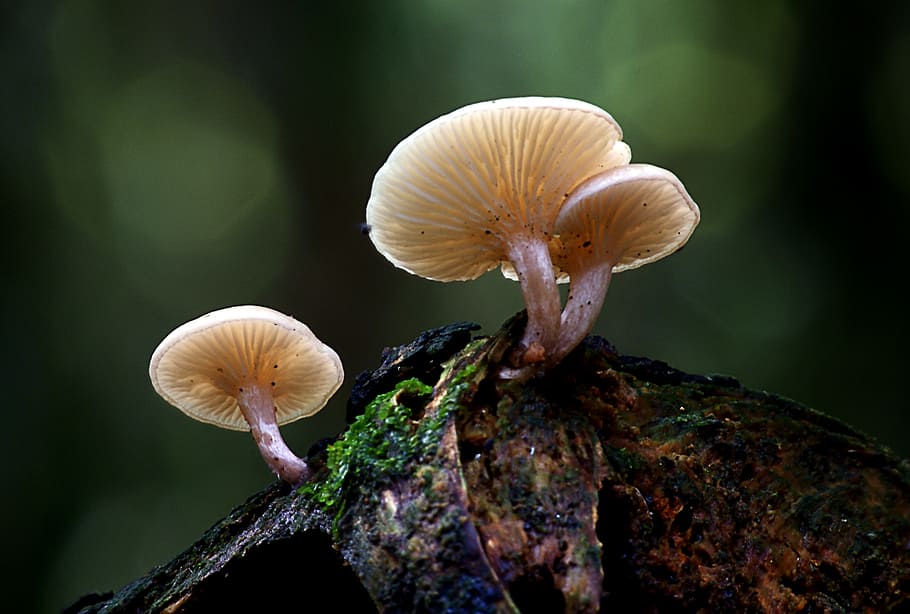Armillaria, sp, white mushrooms, mushroom, fungus, vegetable, plant, close-up, toadstool, growth