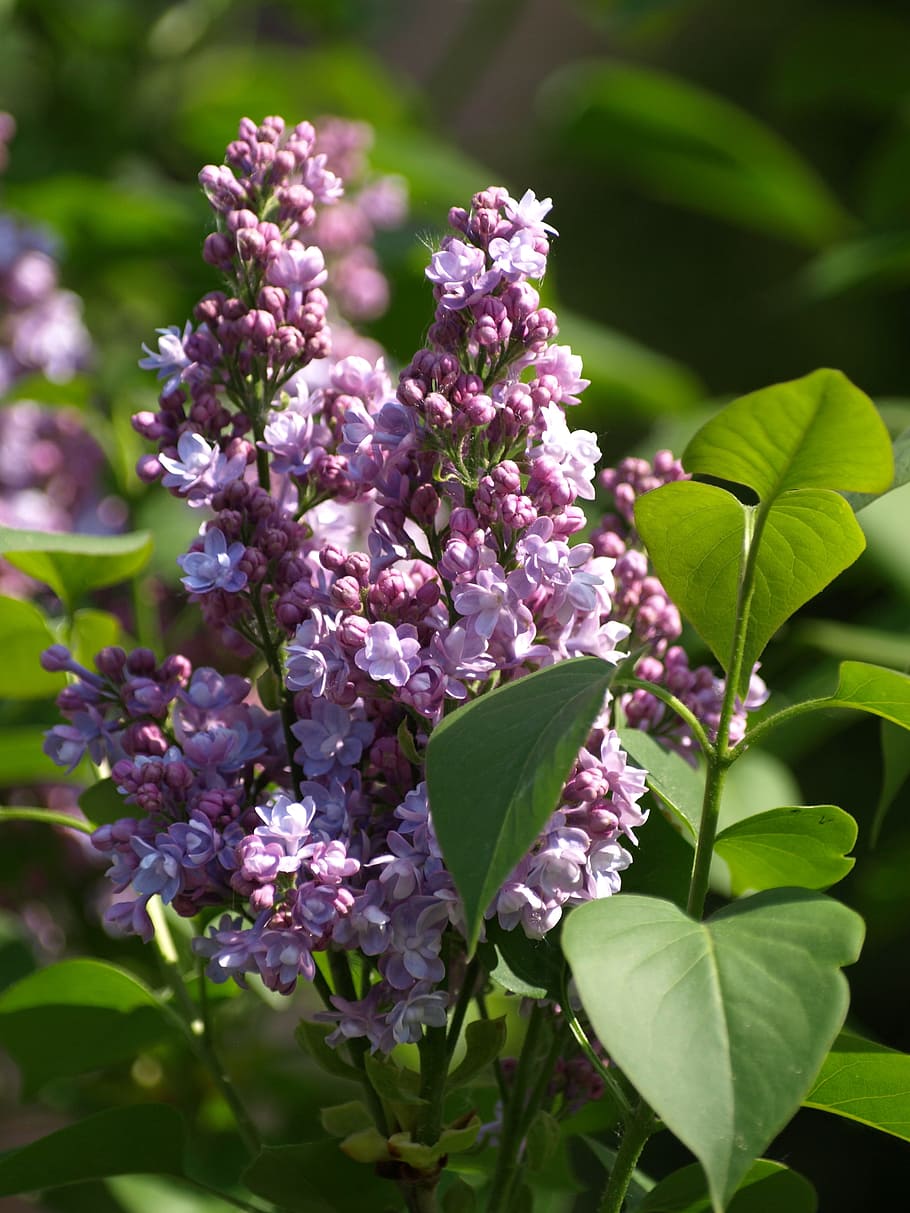Lilac, Flower, Umbels, lilac flower, lilac umbels, syringa vulgaris, purple, plant, leaf, blossom