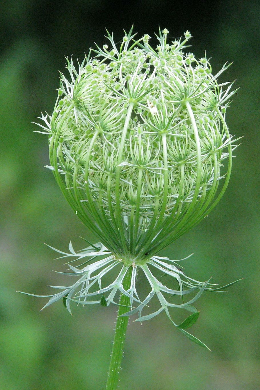 queen anne's lace, wild carrot, daucus carota, unopened flower, moneymore, ontario, canada, plant, green color, beauty in nature