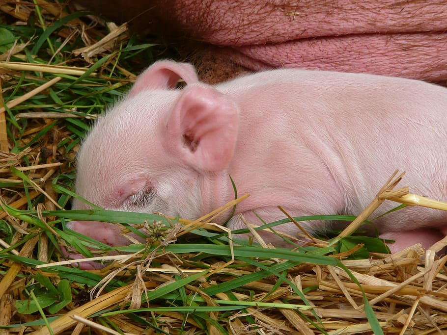 piglet, pig, sleep, cute, sweet, pink, baby, tema hewan, babi, binatang menyusui