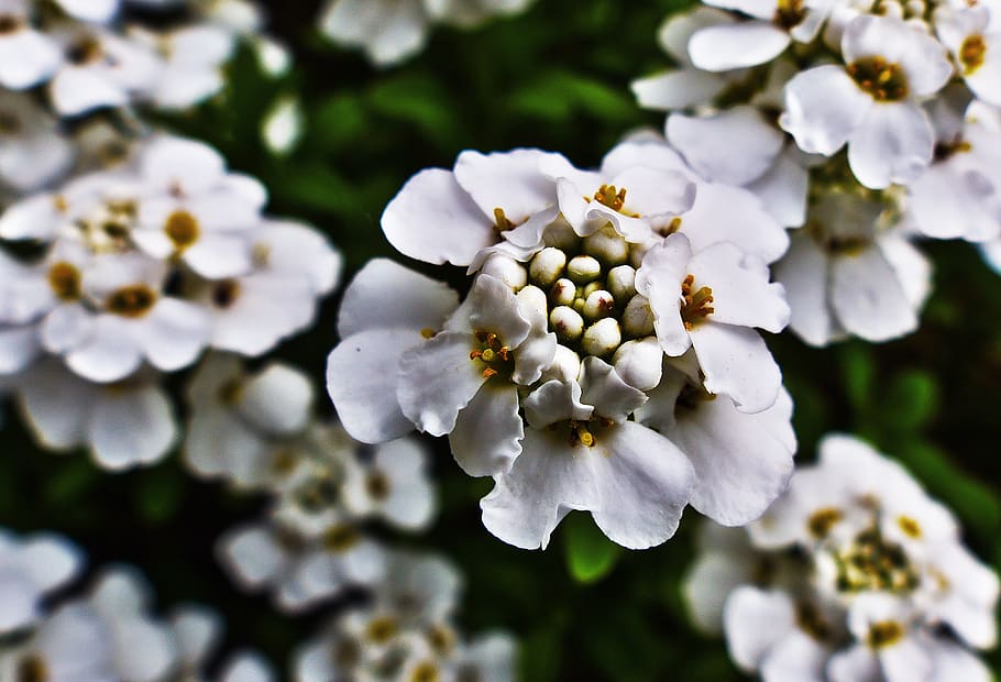 candytuft, flores, flores blancas, flor, planta, flor de molienda siempre floreciente, iberis semperflorens, semi arbusto, primavera, verde