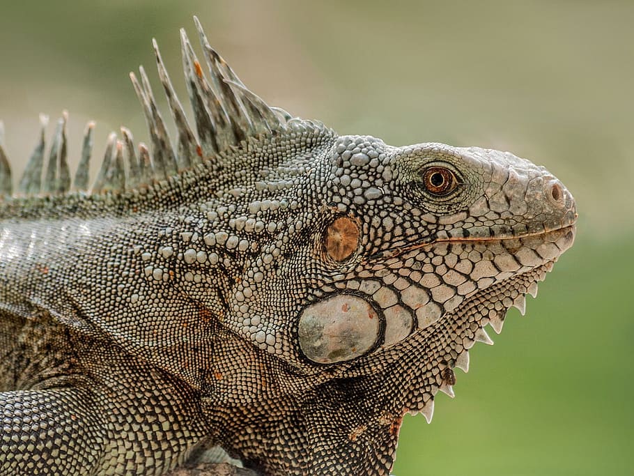 closeup, iguana, lizard, reptile, animal, nature, wildlife, dragon, skin, pet