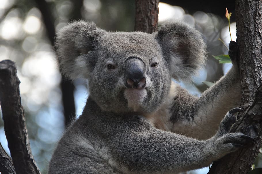 close, photography, koala, bear, tree, close up photography, koala bear, australia, purry, nature conservation