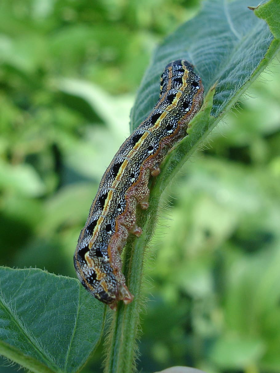 larva, gusano, gusano del ejército, soja, glicina máx., hoja, insectos en planta, primer plano, naturaleza, alimentos