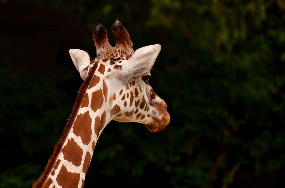 selective, focus photo, white, brown, giraffe, zoo, animal, animal portrait, wild animal, tierpark hellabrunn
