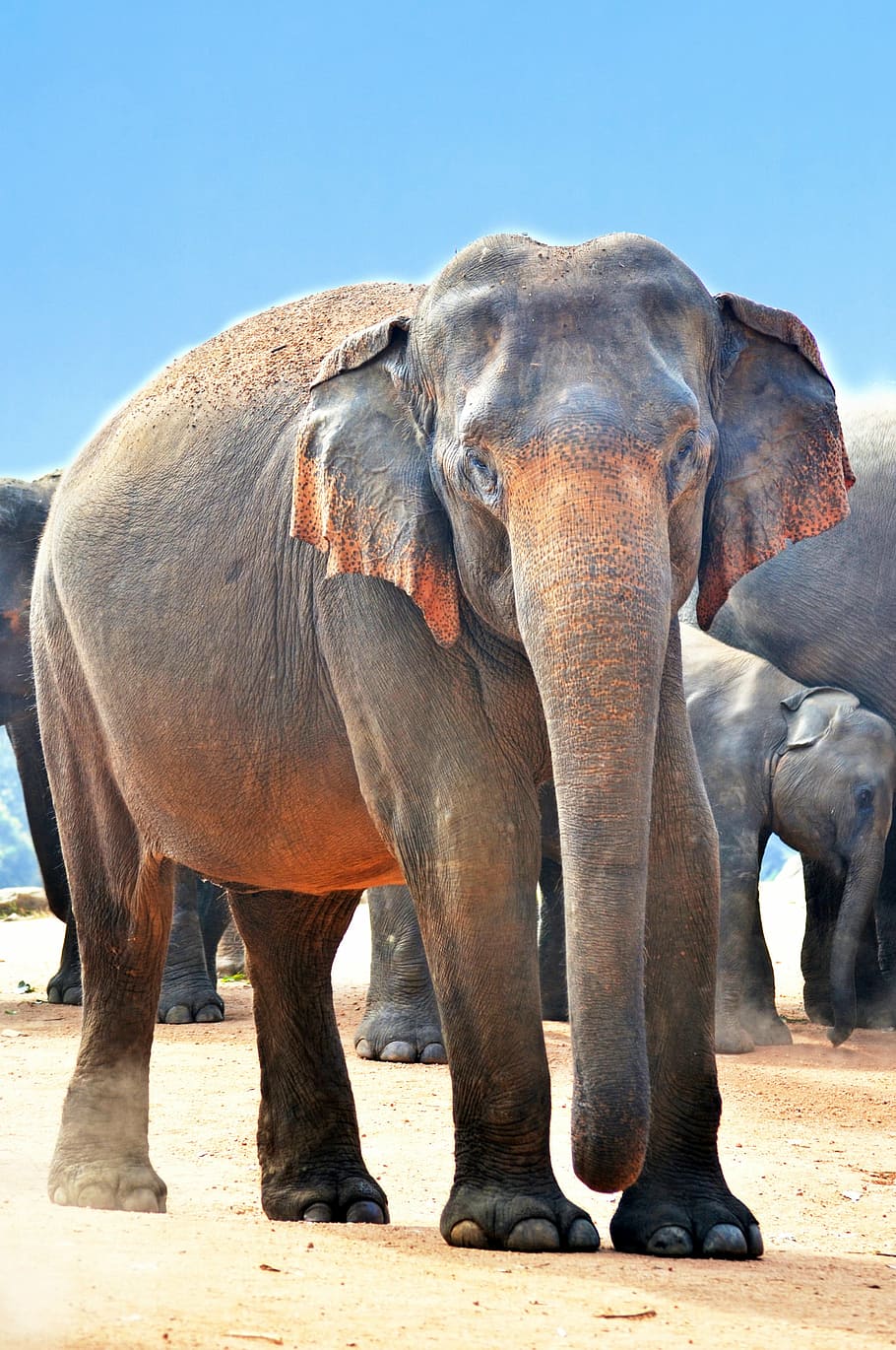 macro shot, gray, elephants, indian elephant, elephant, jumbo, strongest, wild elephant, angry elephant, rage