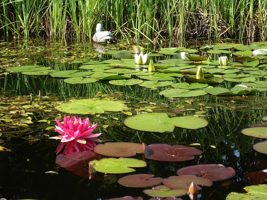 dust, water lilies, pink, white, water, green, grass, flower, water lily, lake