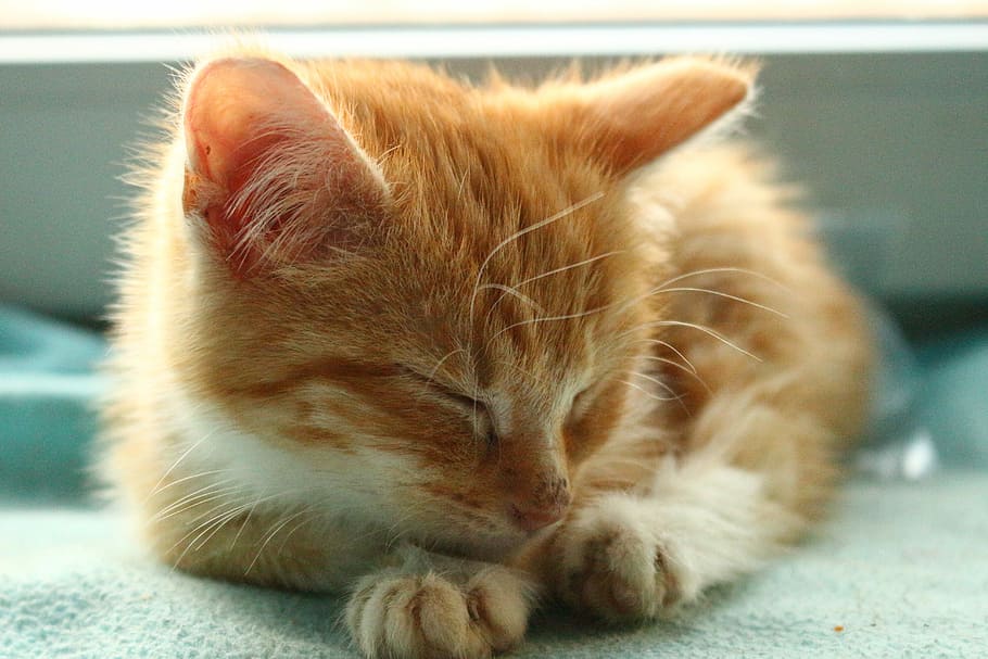 オレンジ色のぶち子猫, オレンジ色のぶち猫, 子猫, 猫の赤ちゃん, 猫, サバ, ペット, 飼い猫, 動物のテーマ, 一匹