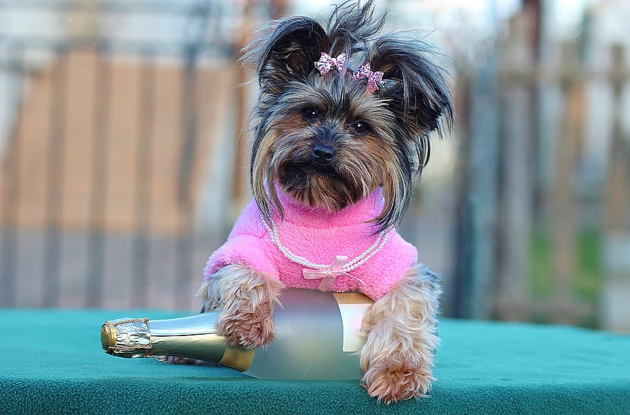 long-coated, black, brown, puppy, holding, glass bottle, dog, champagne, happy new year, yorkshire terrier