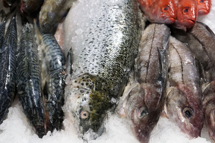 fish, eat, market, healthy, omega, fat, skin, fishing, sea, canada