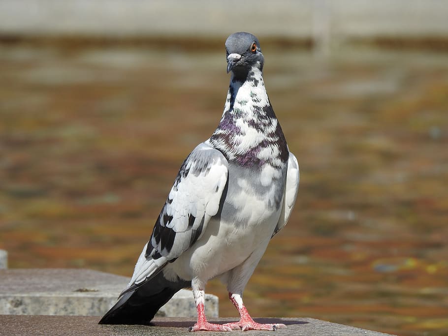 dove, bird, feather, plumage, animal, nature, city pigeon, animal world, bill, poultry