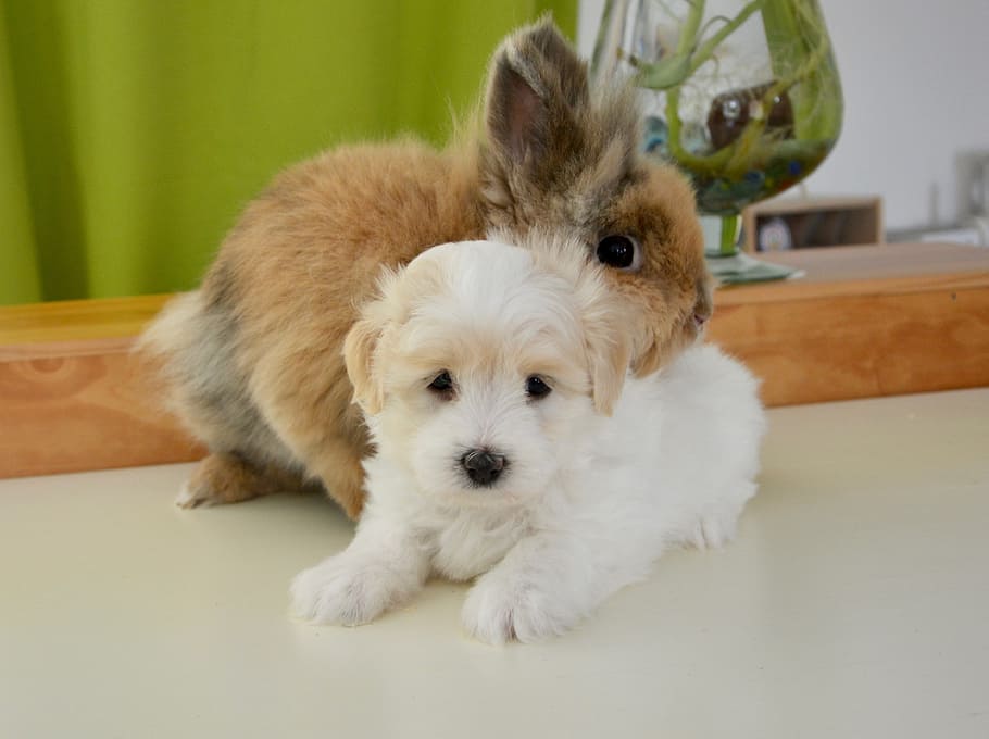 blanco, perrito, marrón, conejito, plataforma, abrazo, conejo, perro, algodón tulear, mascotas