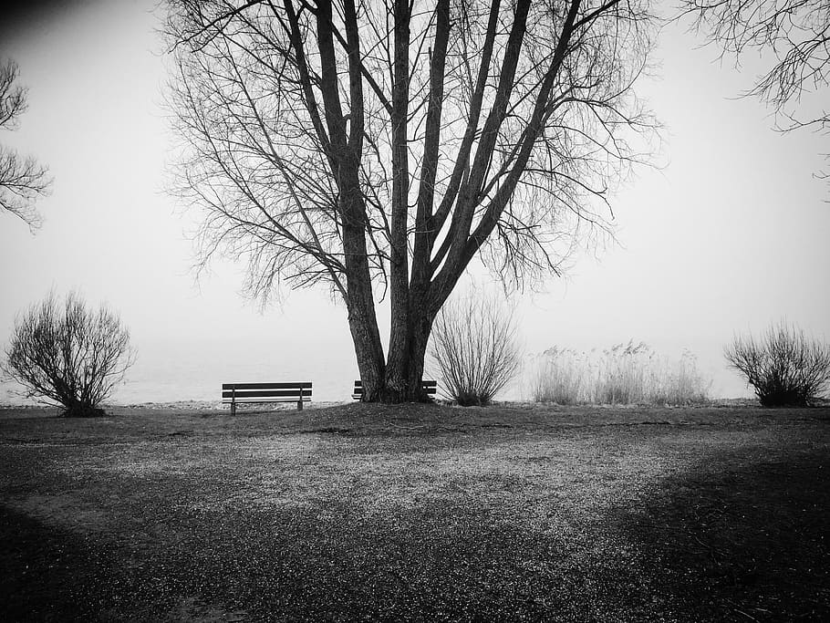 grayscale photography, bare, Lake Constance, Tree, Bank, Alone, lonely, forest, autumn, resting place