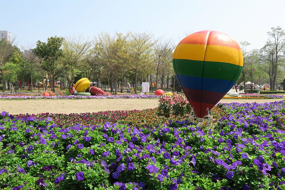 tainan's flowers offering, hot qi ball, duckweed farm park, plant, nature, flowering plant, flower, growth, multi colored, day