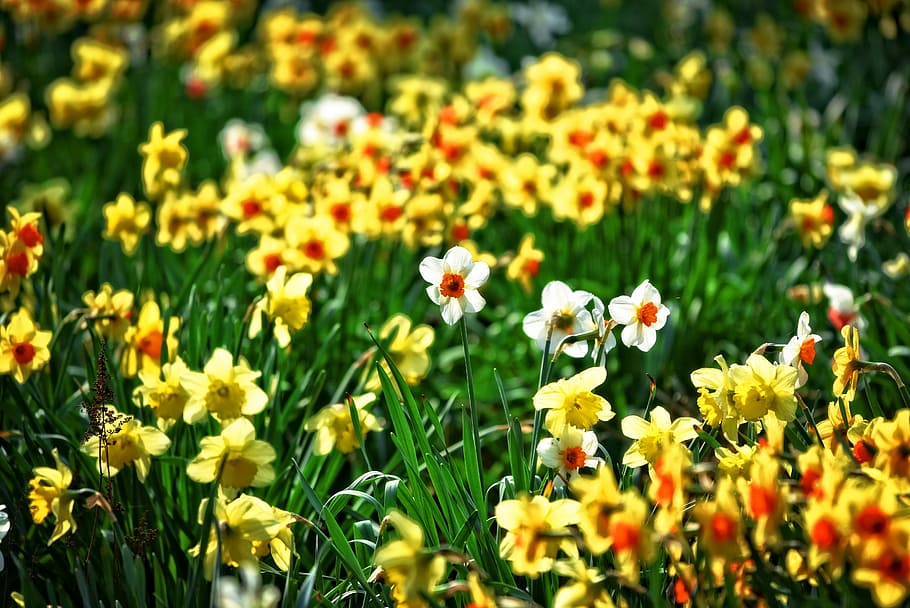 daffodil, flower, narcissus, bulbous, perennial, blossom, springbloom, blooming, spring time, early spring
