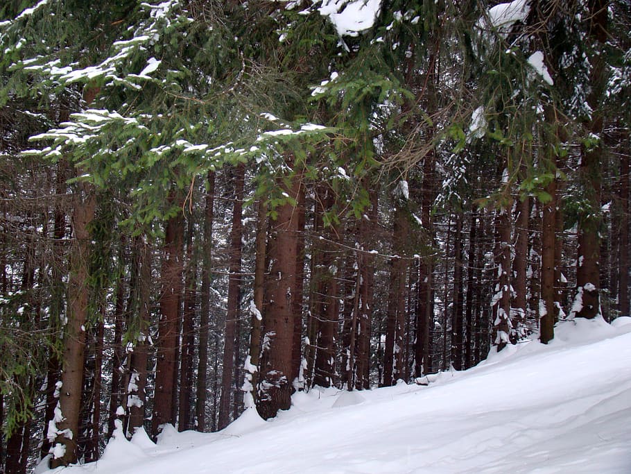 森林 冬 針葉樹林 雪 雪に覆われた木 木 寒さ 植物 土地 静けさ Pxfuel