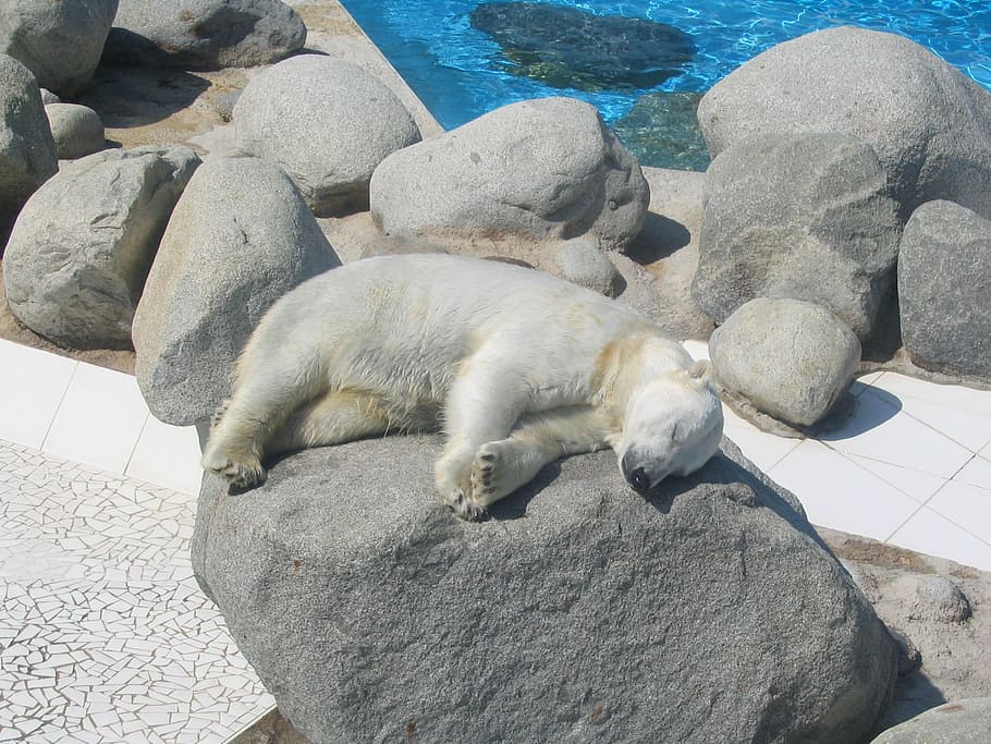 polar bear, sun, sleep, tan, animal, mammal, wildlife, nature, sea, animal themes