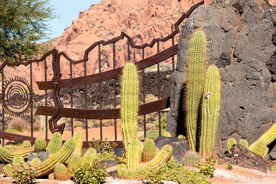 cactus, brown, metal gate, cactus garden, gate, utah, st george, desert, sandstone, decorative