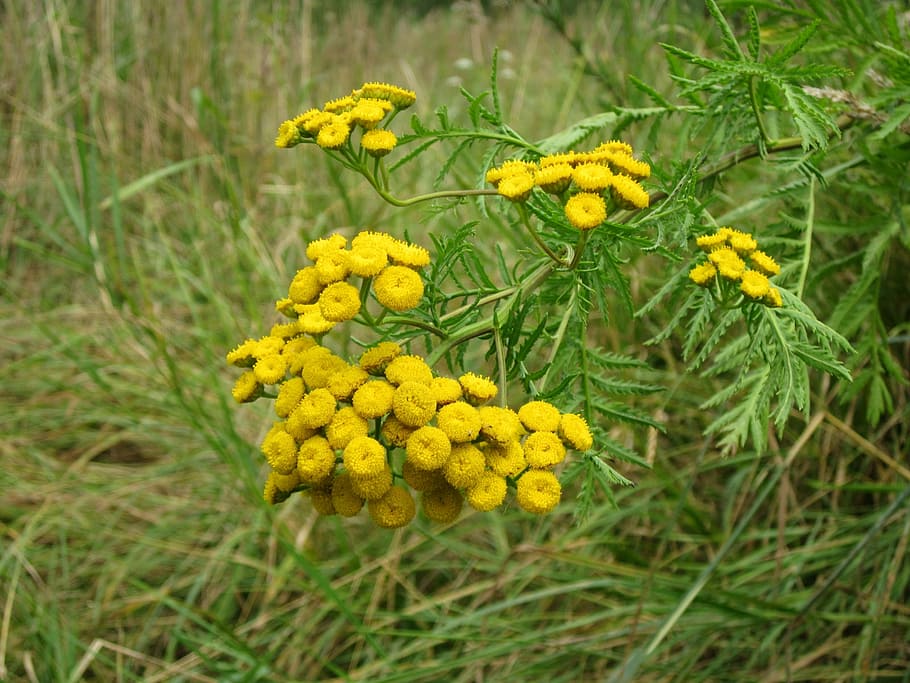 tanacetum vulgare, tansy, flower, flora, botany, species, blossom, plant, wildflower, cow bitter