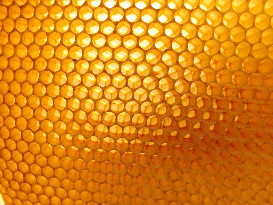 tutup, foto, sarang lebah, close up, perlebahan, latar belakang, pola, abstrak, bertekstur, full frame