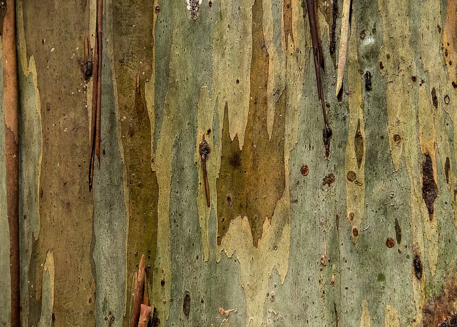 tree, bark, gum tree, eucalypt, trunk, peeling, nature, texture, australia, full frame