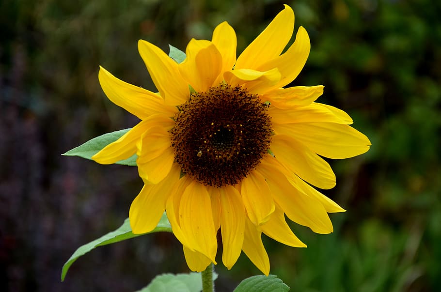 sunflower, yellow sunflower, flowering plant, flower, yellow, fragility, petal, vulnerability, flower head, inflorescence