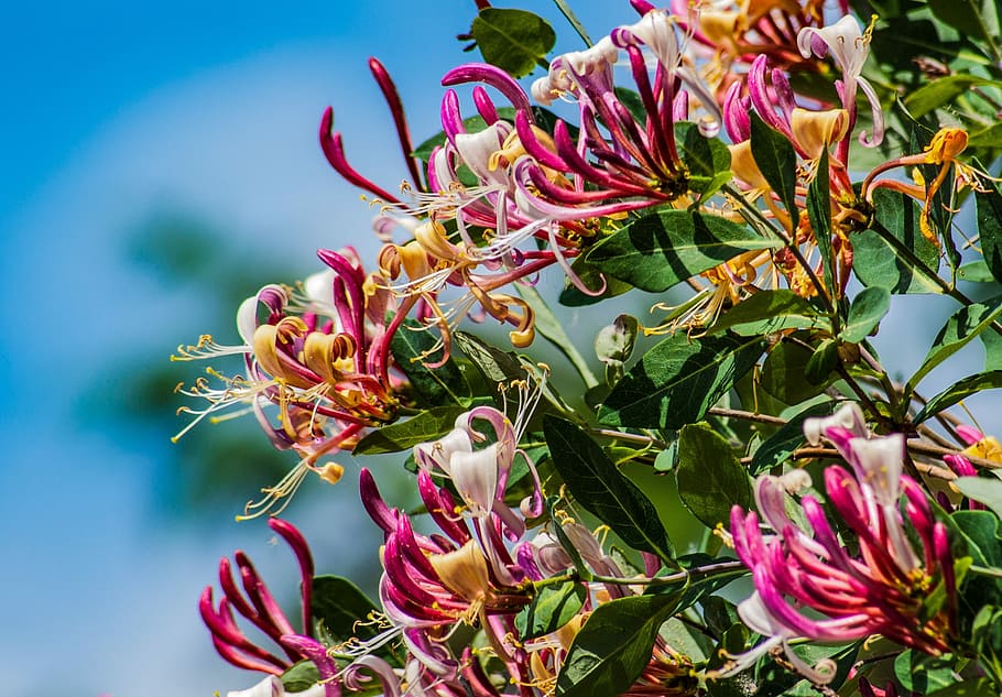 honeysuckle, flower, spring, creeper, hanging flower, beauty, flowering plant, plant, beauty in nature, growth