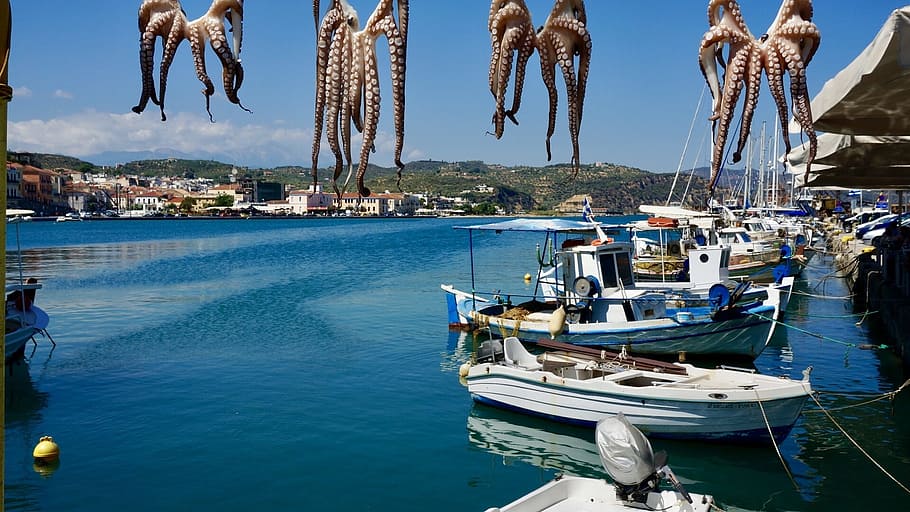 squid, octopus, boat, sea, fishing boat, water, greece, blue sky, peloponnese, nautical vessel
