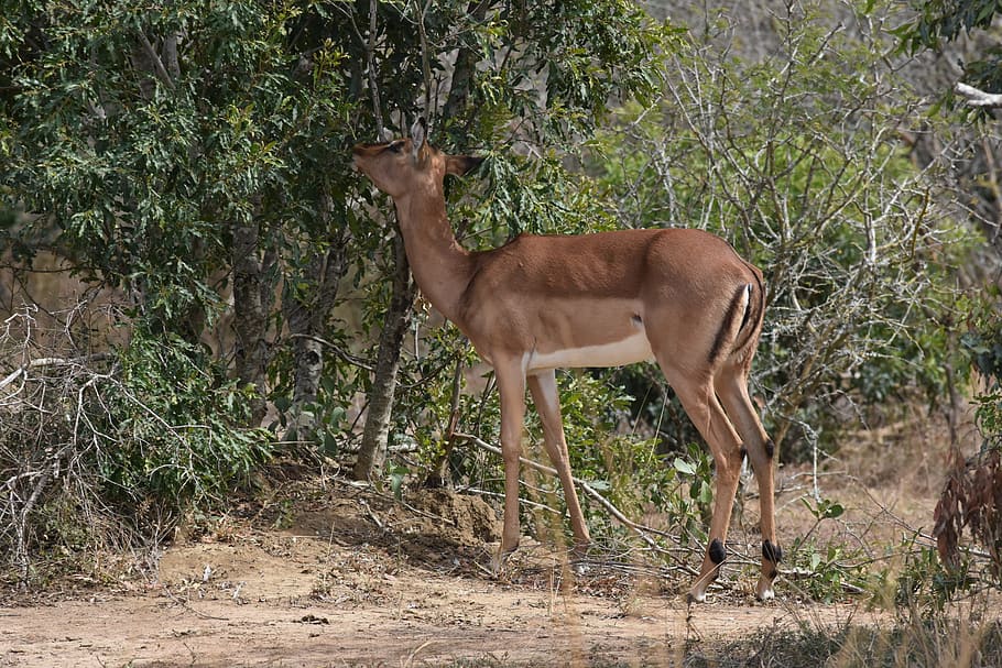 springbok, south africa, wild animals, bushveld, animal, africa, outdoor, savanna, south-africa, conservation