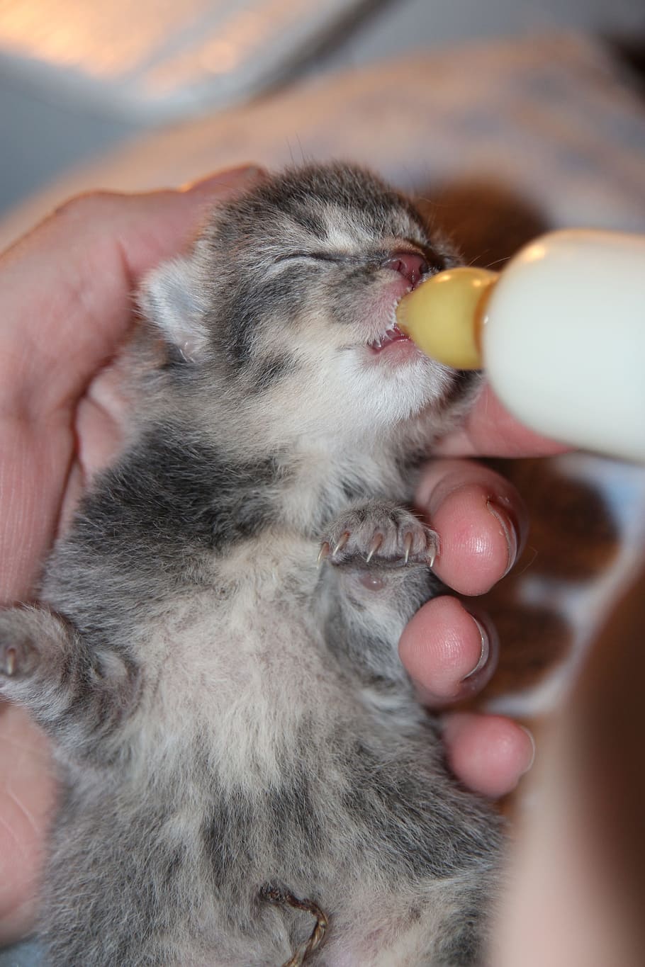 person, feeding, short-fur, gray, white, kitten, Hand, Rearing, Bottle, Drink