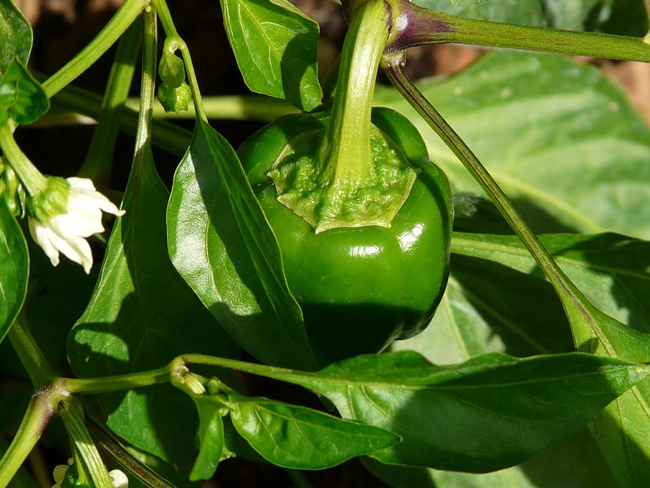 bell pepper plant, pepper shrub, paprika, pepper harvest, plant, bush, garden, green, vegetable garden, capsicum