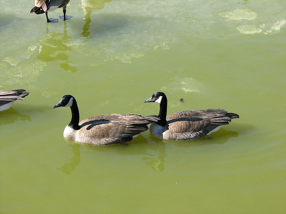 geese, mate, pond, water, bird, fowl, nature, animal, wildlife, goose