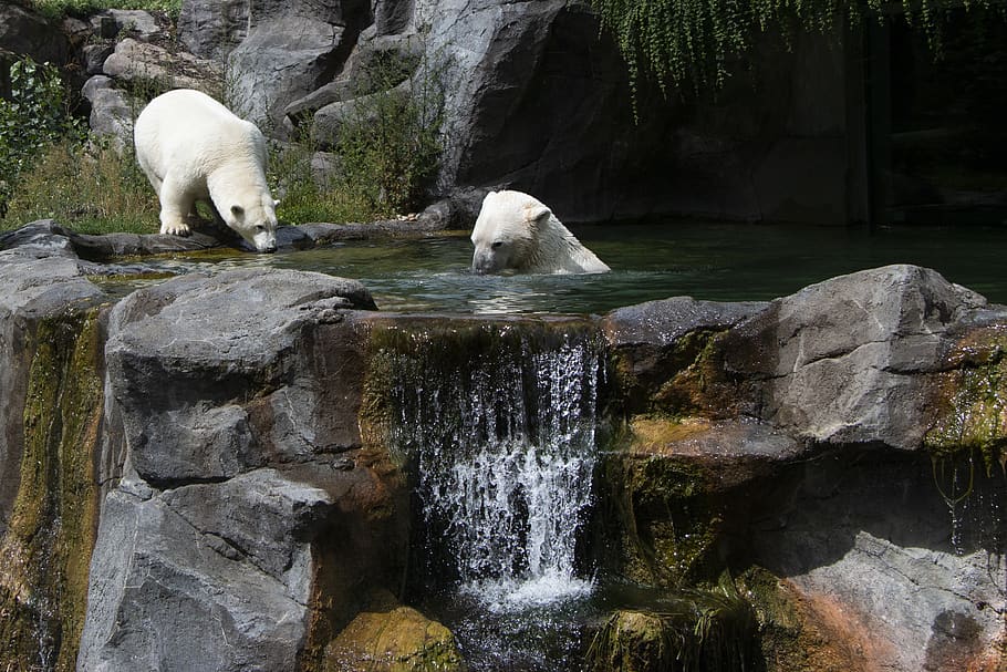 polar bear, schönbrunn, tiergarten, fur, zoo, white, water, rock, solid, rock - object