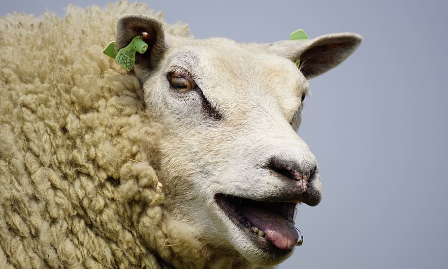 Sheep, Bleat, Wool, Grass, concerns, chill out, rest, dike, meadow, north sea