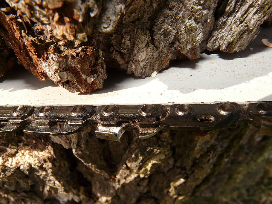 close-up photo, chainsaw blade, tree, Chainring, Chainsaw, Chain, Wood, saw, firewood, woodworks