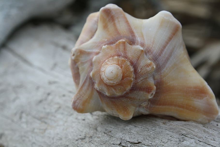 brown, white, seashell, gray, surface, simple, close up, beach, nature, sea