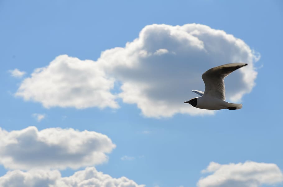 gaviota, himmel, skellefteå, nube - cielo, un animal, cielo, animales en la naturaleza, temas de animales, vuelo, no hay gente