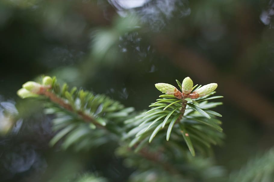 cedar, leaves, buds, plant, growth, green color, leaf, beauty in nature, selective focus, plant part