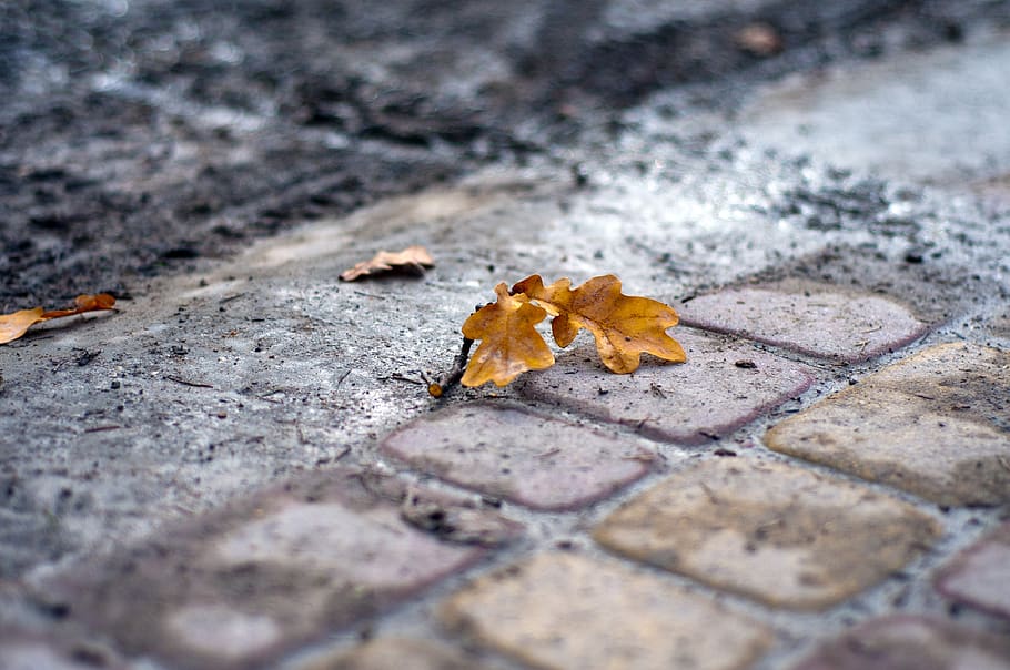 cobblestone, ground, leaves, fall, autumn, wet, raining, leaf, plant part, change