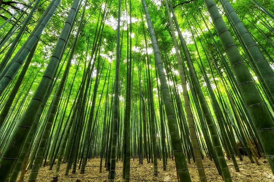 bamboo grassfield, nature, bamboo, green, growth, jungle, slender, perspective, nature wallpaper, aforestation