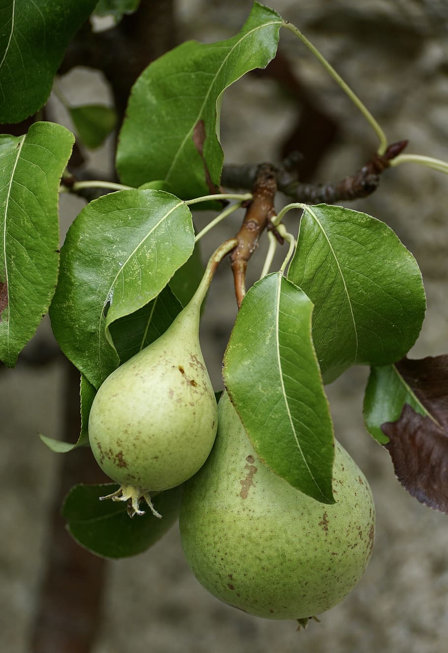 pears, green, fruit, fruits, vitamins, nature, branch, espalier tree, grow, thrive