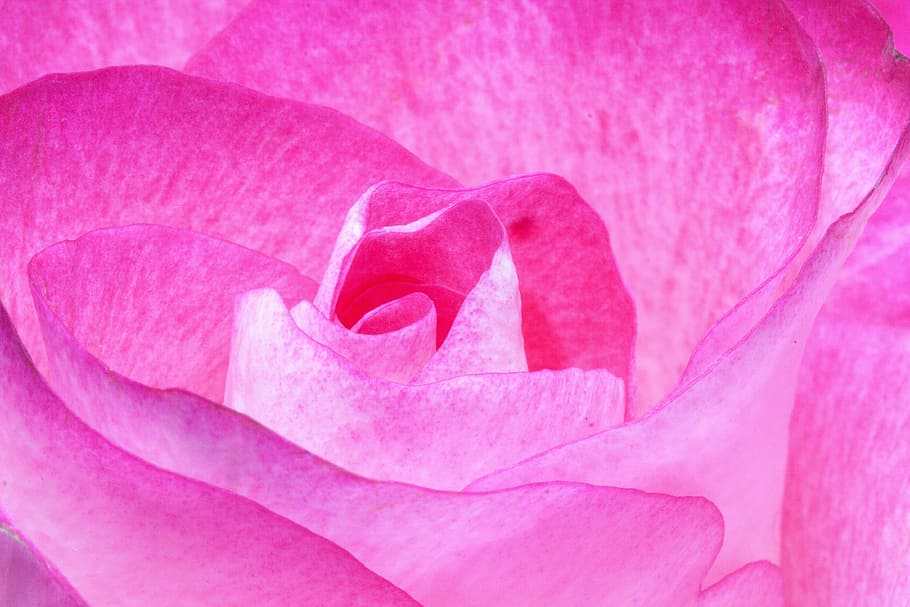pink flower, rose, pink, family, rose family, flora, plant, tender, red, white