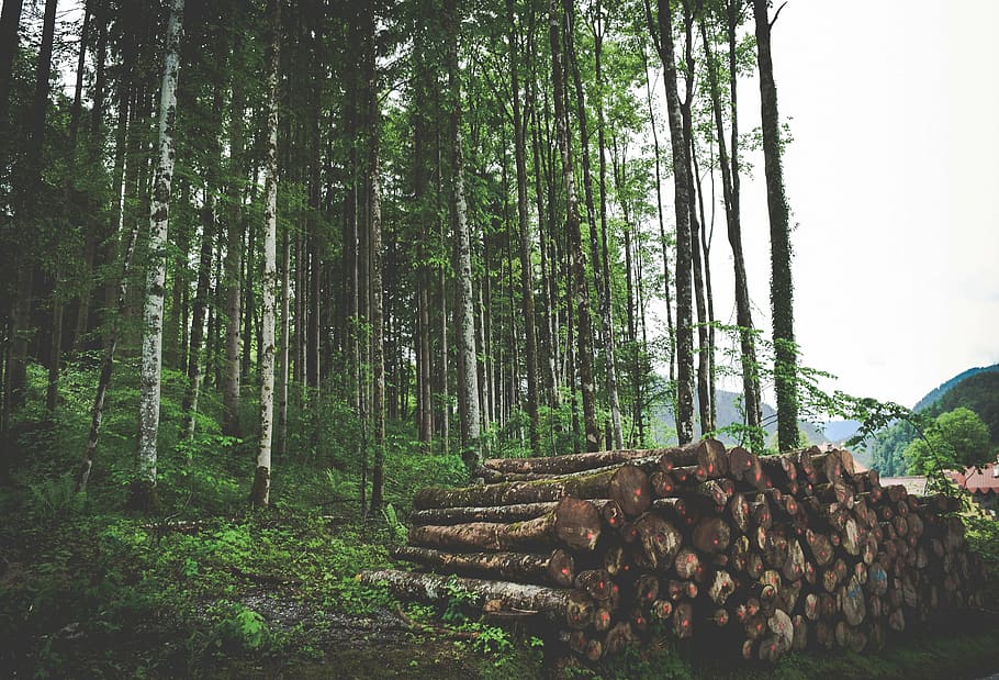 empilhar troncos de árvores, marrom, madeira, toras, lote, ao lado, floresta, árvores, folhas, verde