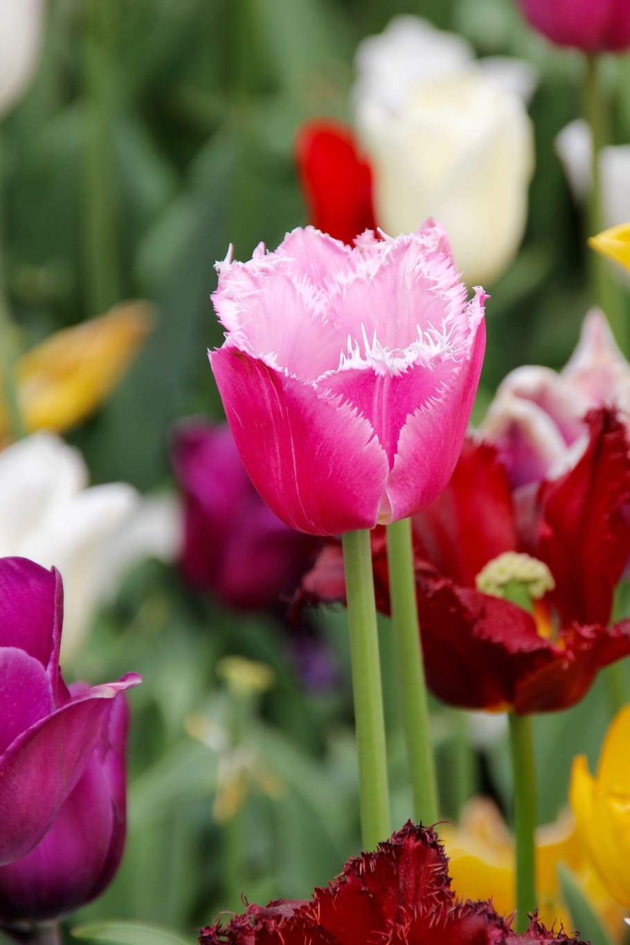 tulipanes, campo de tulipanes, tulpenbluete, primavera, campos de tulipanes, florecido, flor de primavera, holanda, holandés, espectáculo de jardines estatales