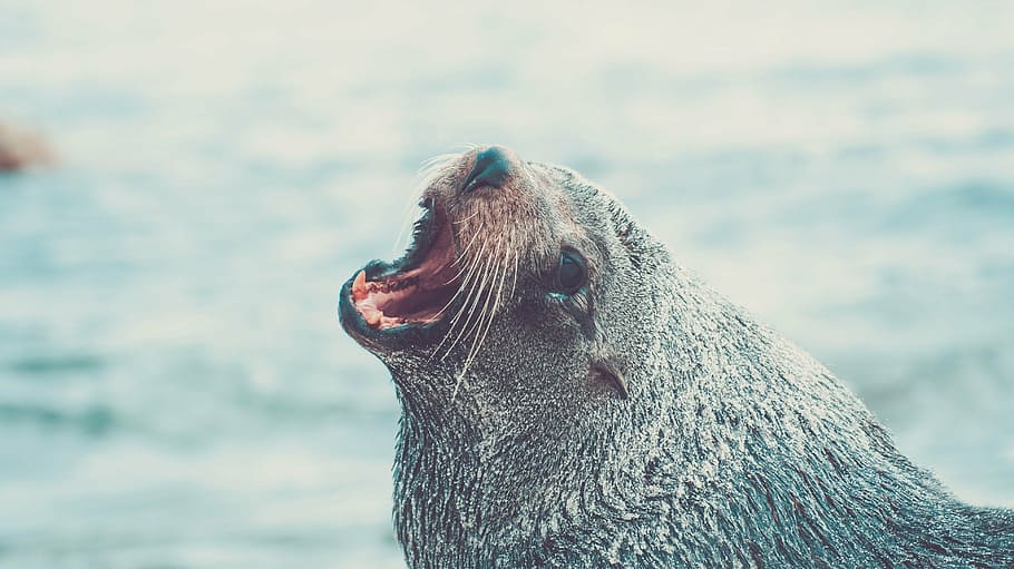 opened, mouth, gray, sea lion, seal, animal, wildlife, water, marine, mammal