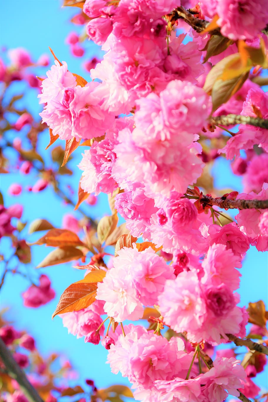 flowers, spring, flower, nature, plant, color, beautiful, blooming, pink, tree