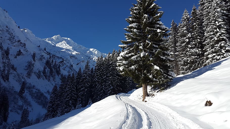 pathway, covered, snow, kleinwalsertal, winter, allgäu, alpine, away, forest road, snowy