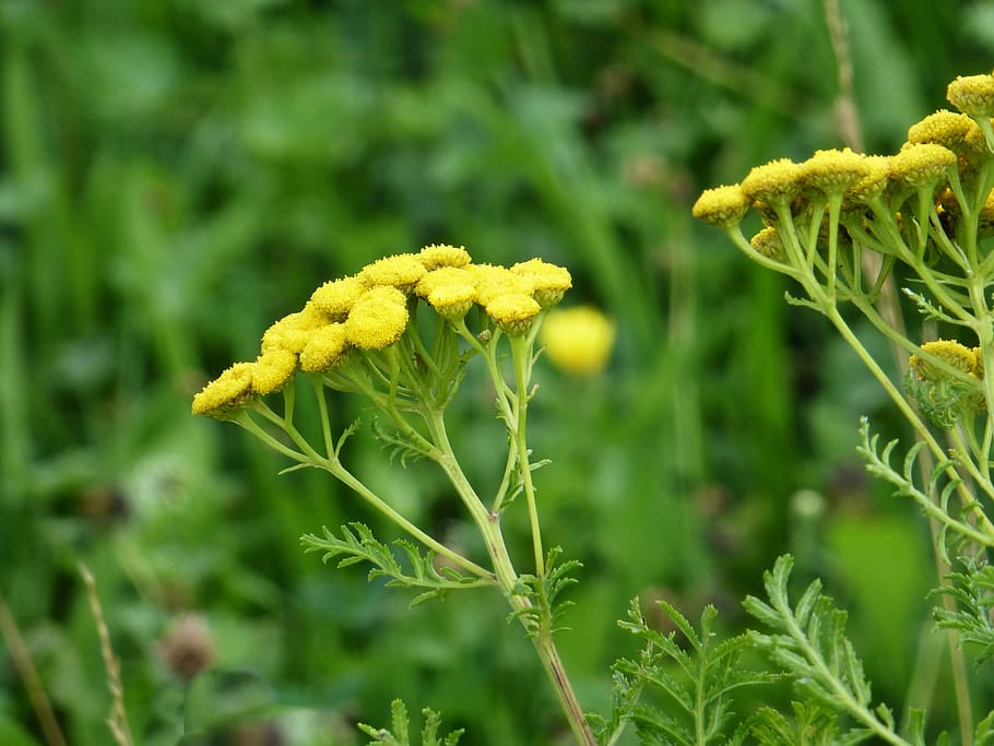 flowers, tansy, yellow, faerbepflanze, summer, flower, plant, flowering plant, growth, beauty in nature